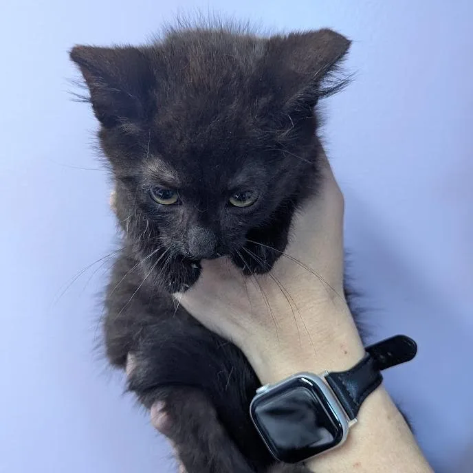 Elvis Purrsley thumbnail 3