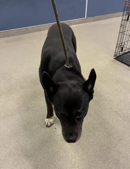An adult large-sized male German Shepherd Dog dog named Pedro for adoption in Miami, FL
