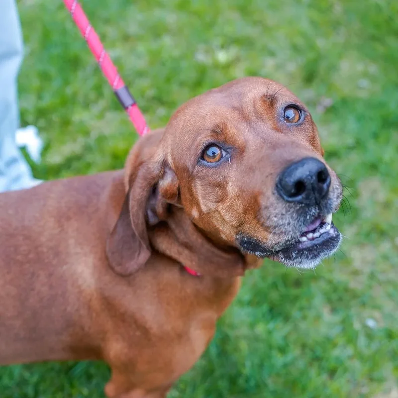 An adult medium-sized female Red / Chestnut / Orange Redbone Coonhound dog named Macey for adoption in Thomaston, ME