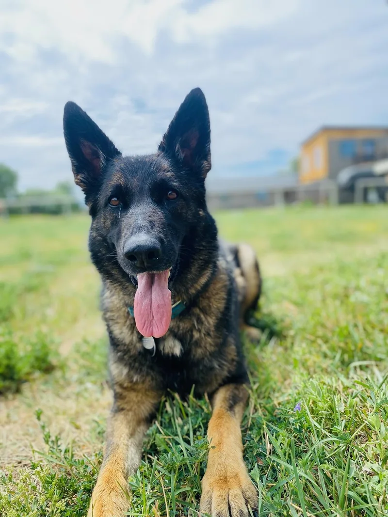 An adult large-sized female Brown / Chocolate German Shepherd Dog dog named Izzy for adoption in Cody, WY