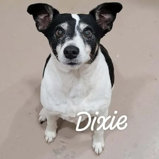 A senior small-sized female Black Fox Terrier dog named Dixie for adoption in Buchanan Dam, TX