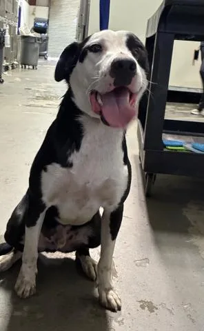 A young large-sized male Border Collie dog named Hondo for adoption in Bakersfield, CA
