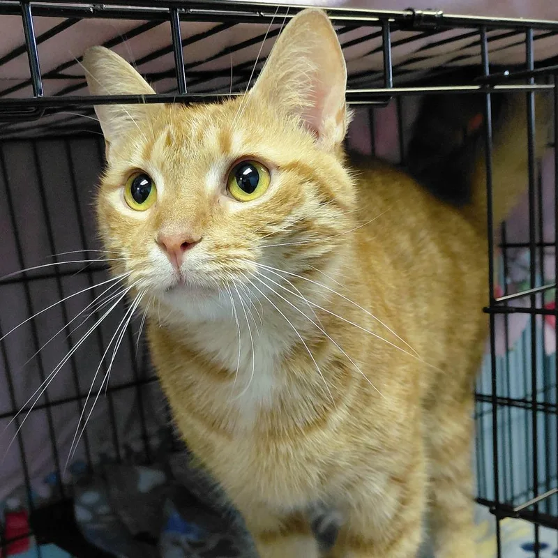 An adult large-sized male Orange / Red Domestic Short Hair cat named Henry for adoption in Harrisonburg, VA
