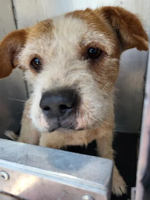 An adult small-sized female Parson Russell Terrier dog named Daisy for adoption in San Antonio, TX