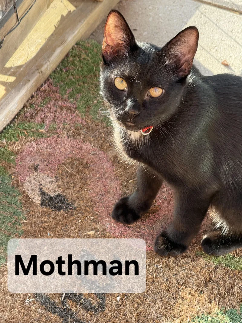 Mothman thumbnail 4