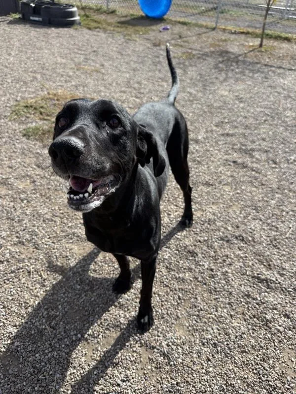 An adult large-sized female Mixed Breed dog named Christie for adoption in Great Falls, MT