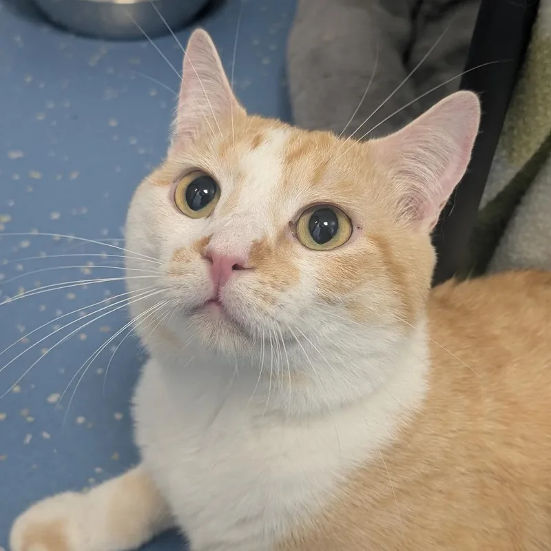 An adult medium-sized male Orange / Red Domestic Short Hair cat named Pumpkin for adoption in Watertown, NY