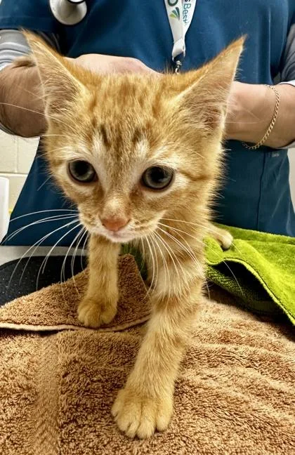 A baby small-sized unknown Domestic Short Hair cat named Don Gato for adoption in Westland, MI