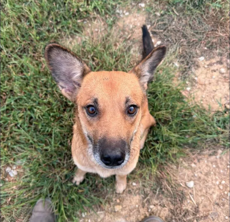 A young medium-sized female Golden Shepherd dog named Stella for adoption in Springfield, MO