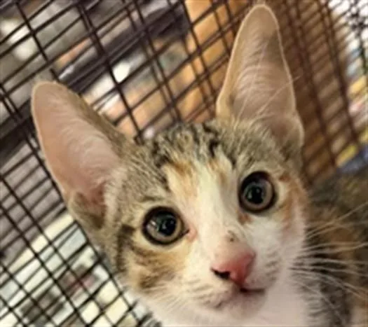 A baby small-sized male Domestic Short Hair cat named Vhagar for adoption in Los Angeles, CA