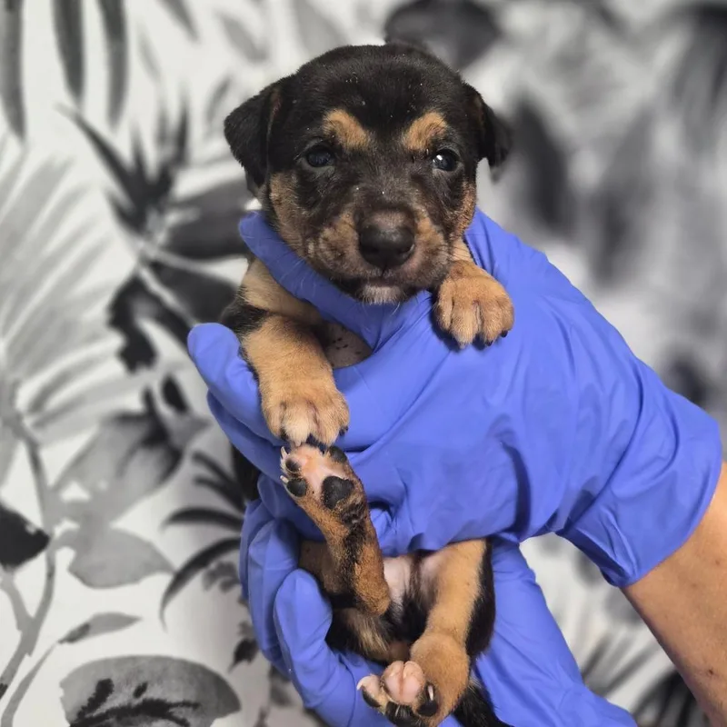 A baby small-sized male Shepherd dog named Wayne for adoption in Wahiawa, HI
