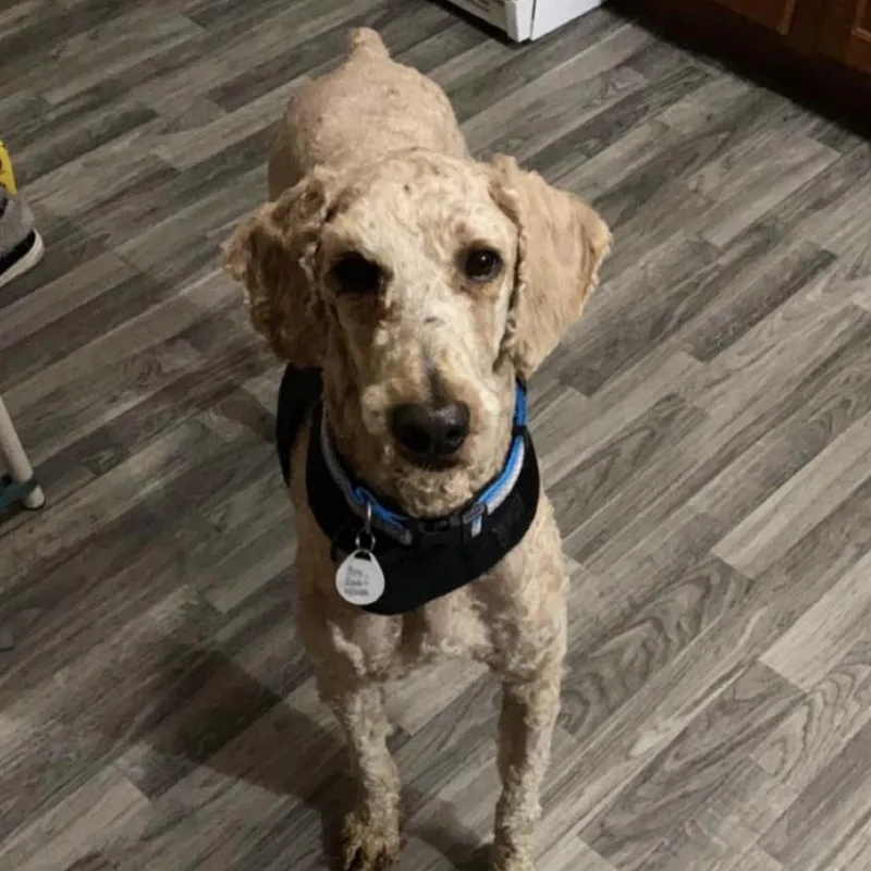 A senior medium-sized male Golden Poodle dog named Kingsley for adoption in Normal, IL