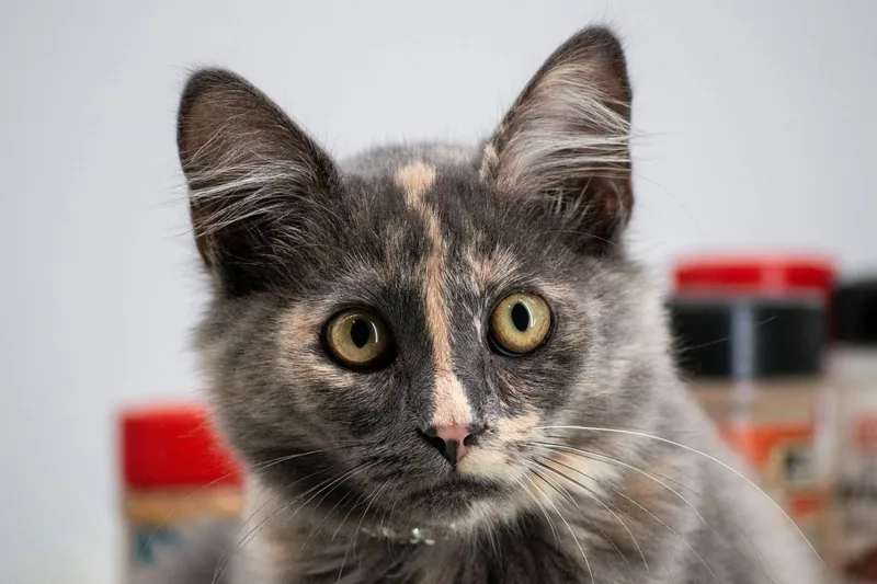 A baby small-sized female Dilute Tortoiseshell Domestic Short Hair cat named Ginger for adoption in Sevierville, TN