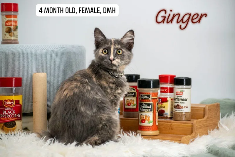 Ginger thumbnail 4