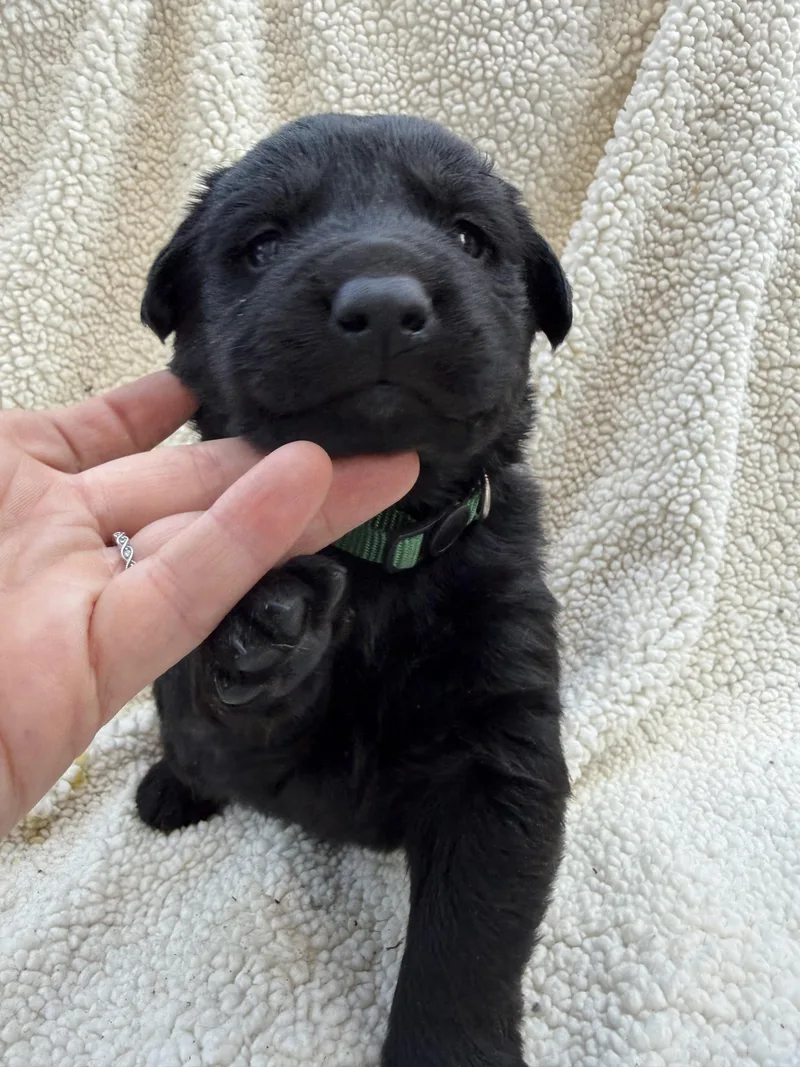 A baby small-sized male Labrador Retriever dog named Fig Newton for adoption in Discovery Bay, CA