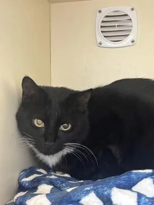 An adult medium-sized female Domestic Short Hair cat named Screamer for adoption in Cincinnati, OH