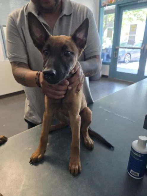 A baby small-sized female Belgian Shepherd / Malinois dog named Amber for adoption in Chatsworth, CA