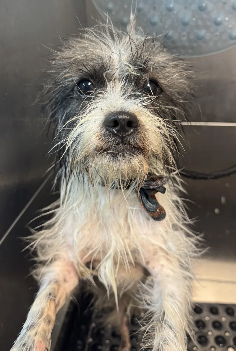 Petey Jack Hold thumbnail 2