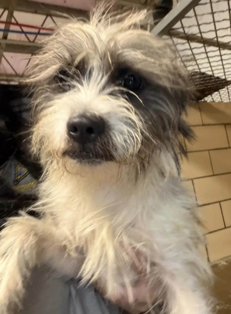 Petey Jack Hold thumbnail 3