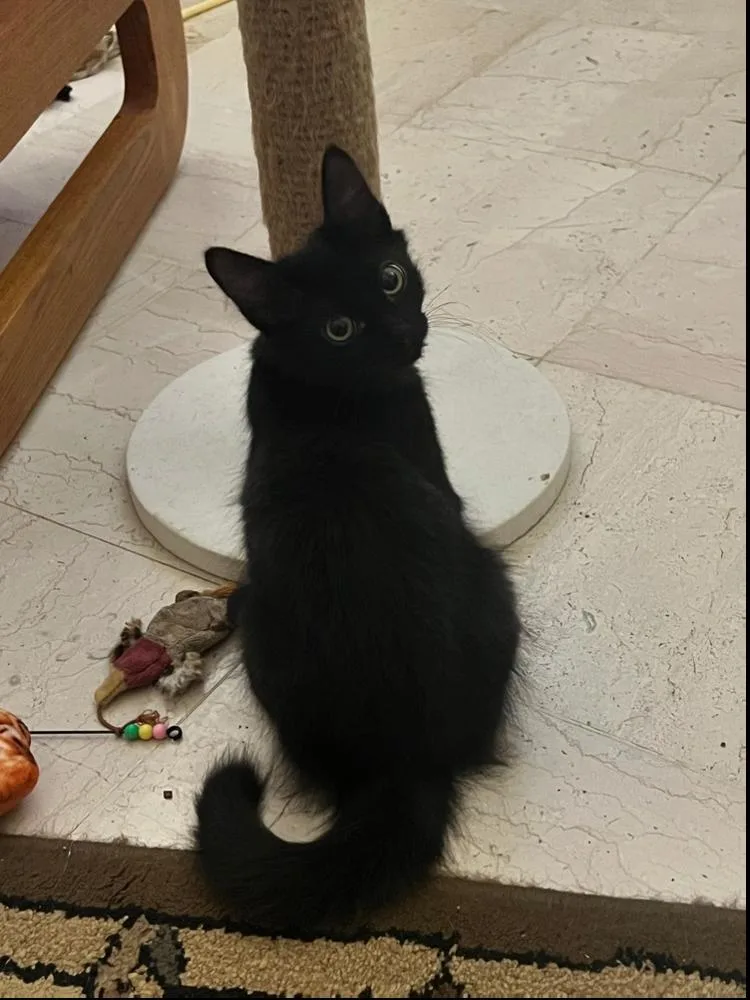 A baby small-sized male Black Domestic Medium Hair cat named Jinx for adoption in Wellington, FL