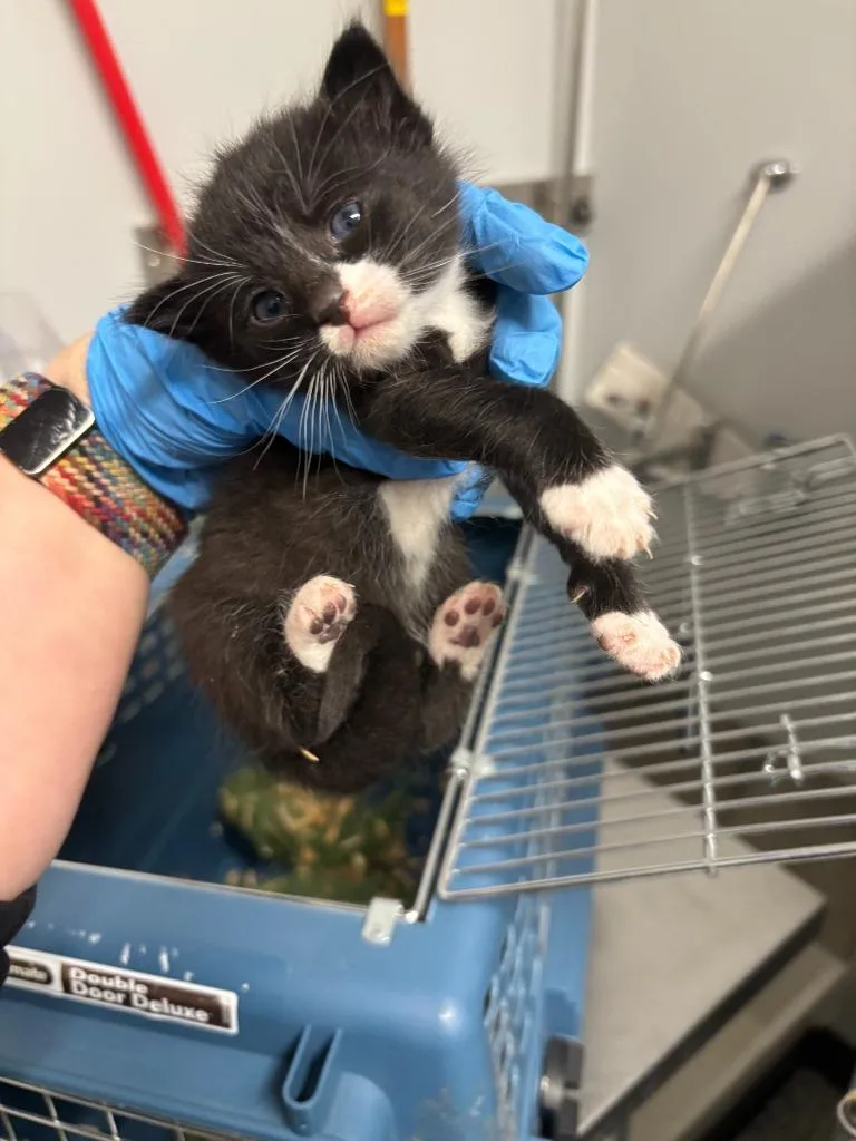 A baby small-sized male Abyssinian cat named William Riker for adoption in Mustang, OK