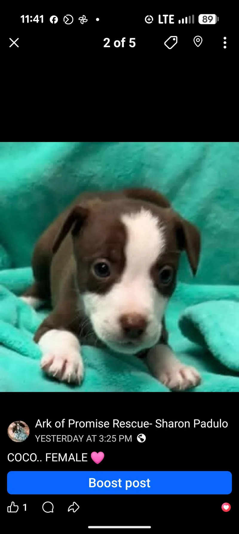 A baby medium-sized female Brown / Chocolate Chocolate Labrador Retriever dog named Coco for adoption in Browns Mills, NJ
