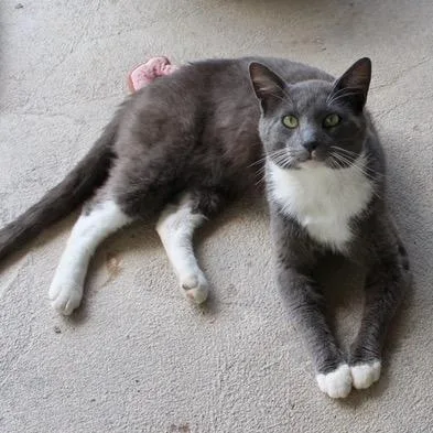 A young large-sized male Gray / Blue / Silver Domestic Short Hair cat named Gargoyle for adoption in Birmingham, AL