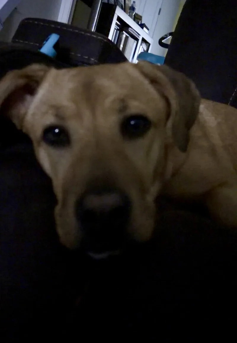 A young medium-sized female Labrador Retriever dog named Maya for adoption in Royal Palm Beach, FL