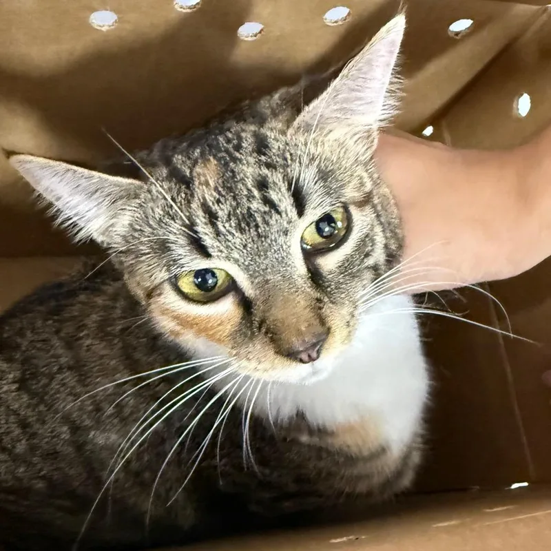 A young medium-sized female Domestic Short Hair cat named Estrela for adoption in Newark, NJ