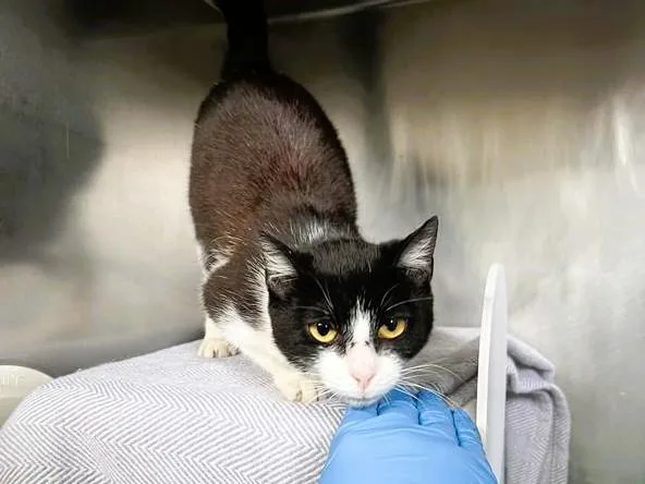A young medium-sized female Domestic Short Hair cat named Chickadee for adoption in Palo Alto, CA
