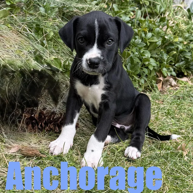 Anchorage thumbnail 3