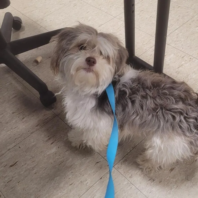 An adult small-sized male Brown / Chocolate Lhasa Apso dog named Kairto for adoption in East Saint Louis, IL