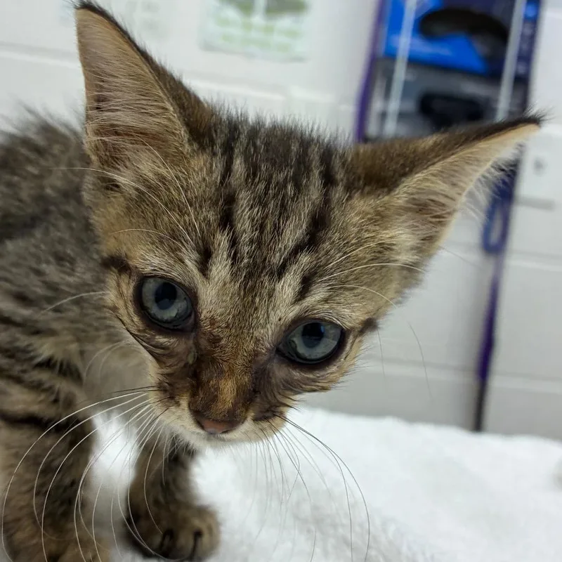 A baby small-sized female Brown / Chocolate Domestic Short Hair cat named Ester for adoption in Corpus Christi, TX