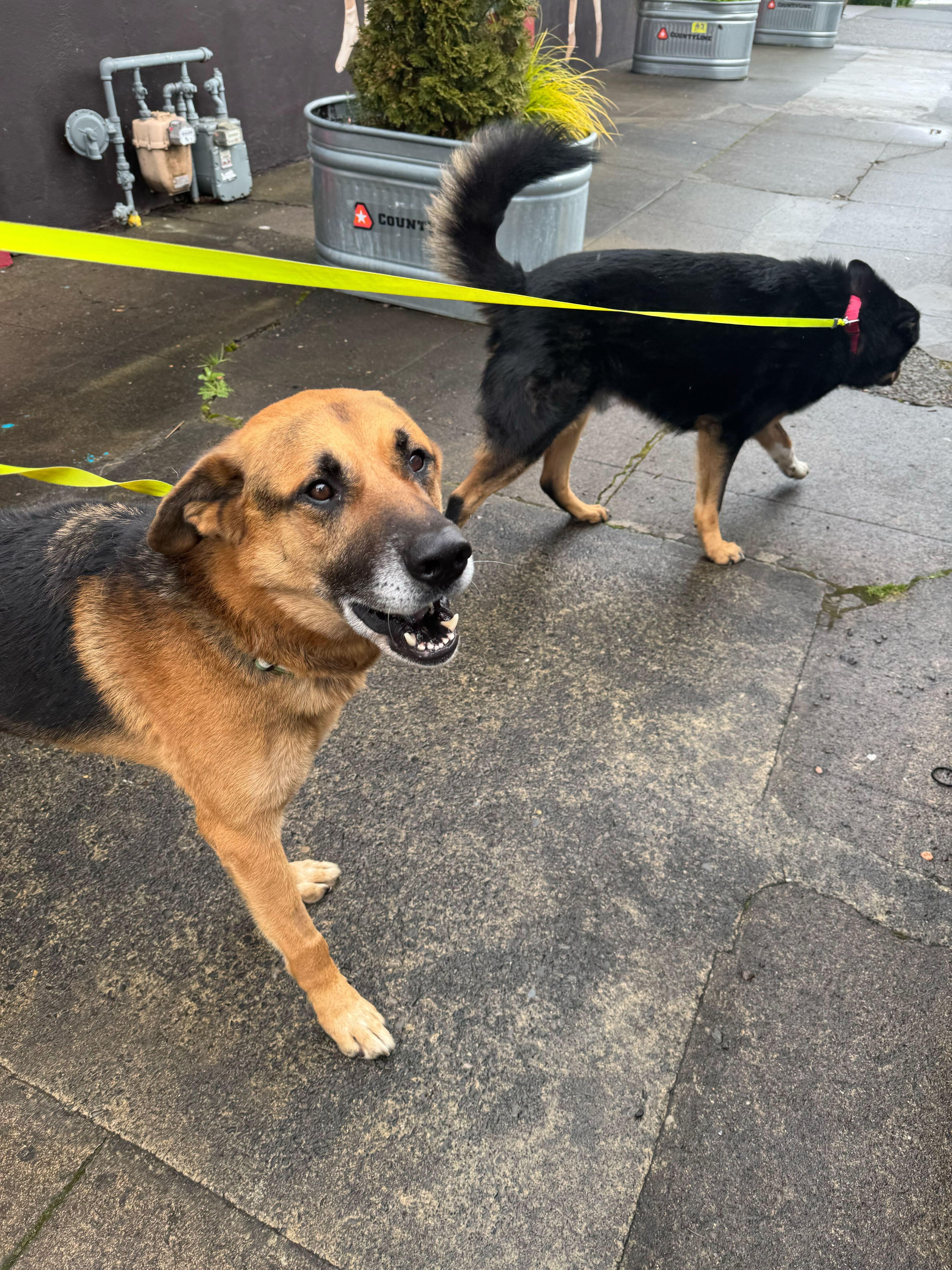 An adult medium-sized male Yellow / Tan / Blond / Fawn German Shepherd Dog dog named Archie for adoption in San Rafael, CA