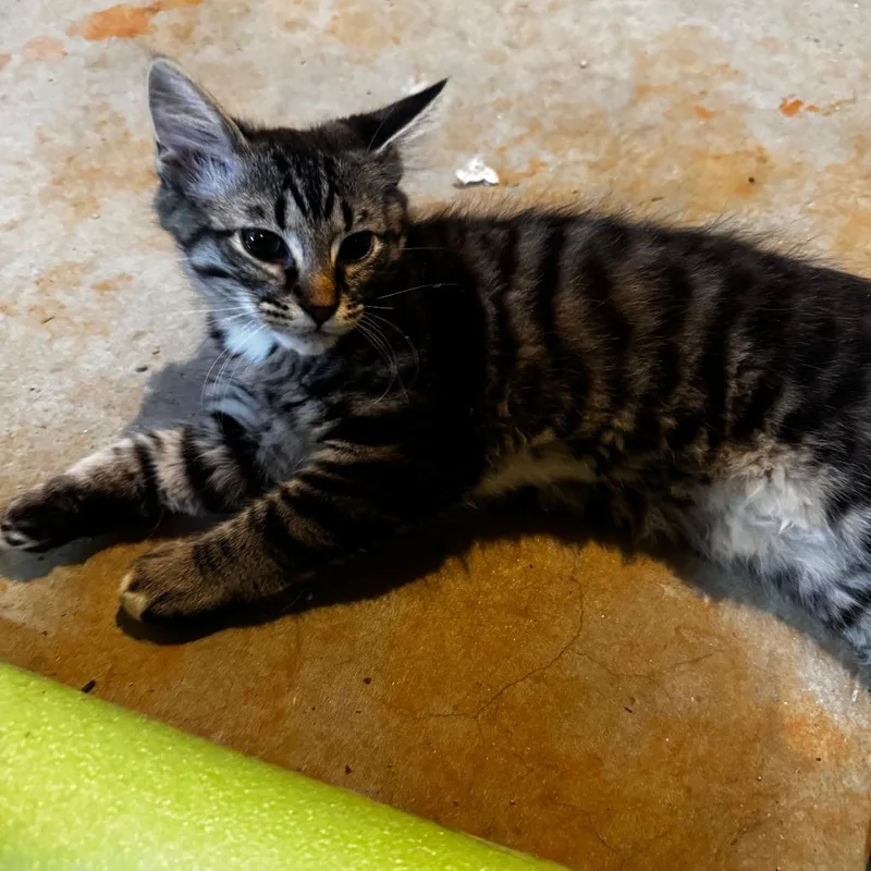An adult small-sized male Gray / Blue / Silver Domestic Medium Hair cat named Tony for adoption in Roanoke, VA