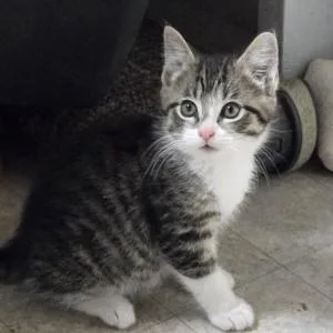 A baby medium-sized male Tabby (Tiger Striped) Domestic Short Hair cat named Friedrich for adoption in Albany, NY