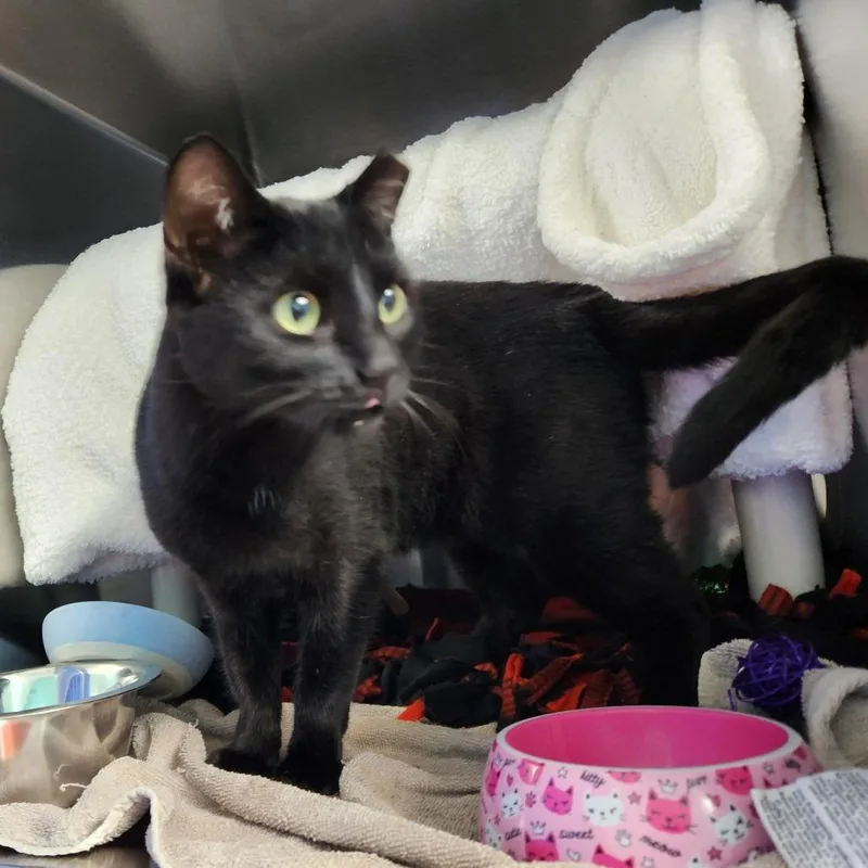 An adult large-sized female Black Domestic Short Hair cat named Sadie Mae for adoption in Grand Rapids, MI