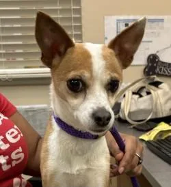 An adult small-sized female Chihuahua dog named Anna for adoption in Kansas City, MO