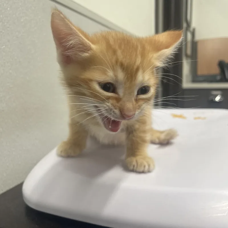 A baby small-sized male Orange / Red Domestic Short Hair cat named Claude for adoption in Tampa, FL