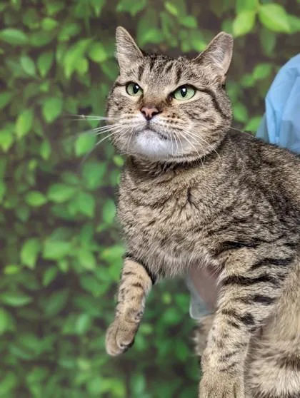 An adult medium-sized female Domestic Short Hair cat named Rouge for adoption in San Antonio, TX
