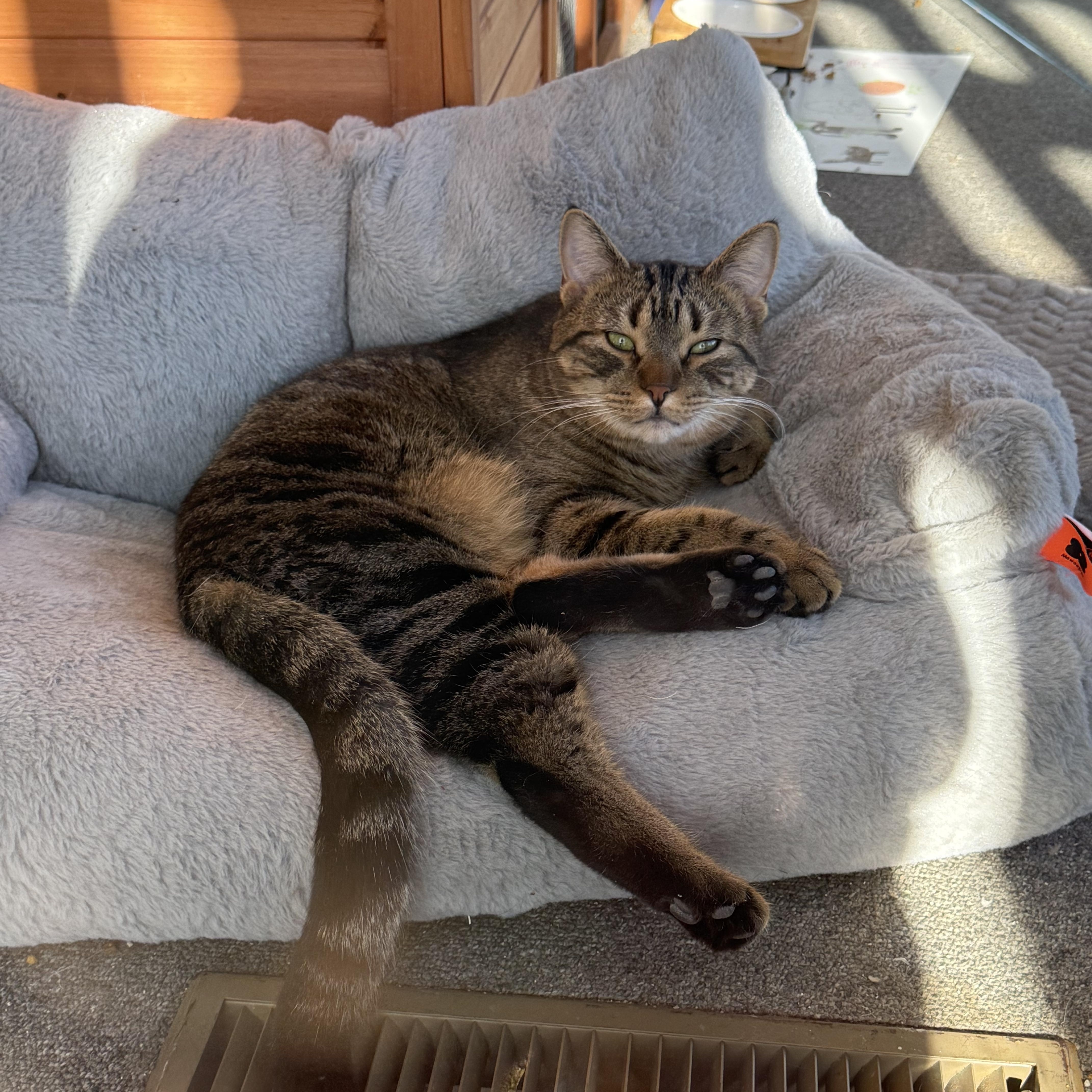 Pretzel Purrs thumbnail 2