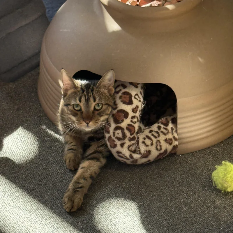 Pretzel Purrs thumbnail 3