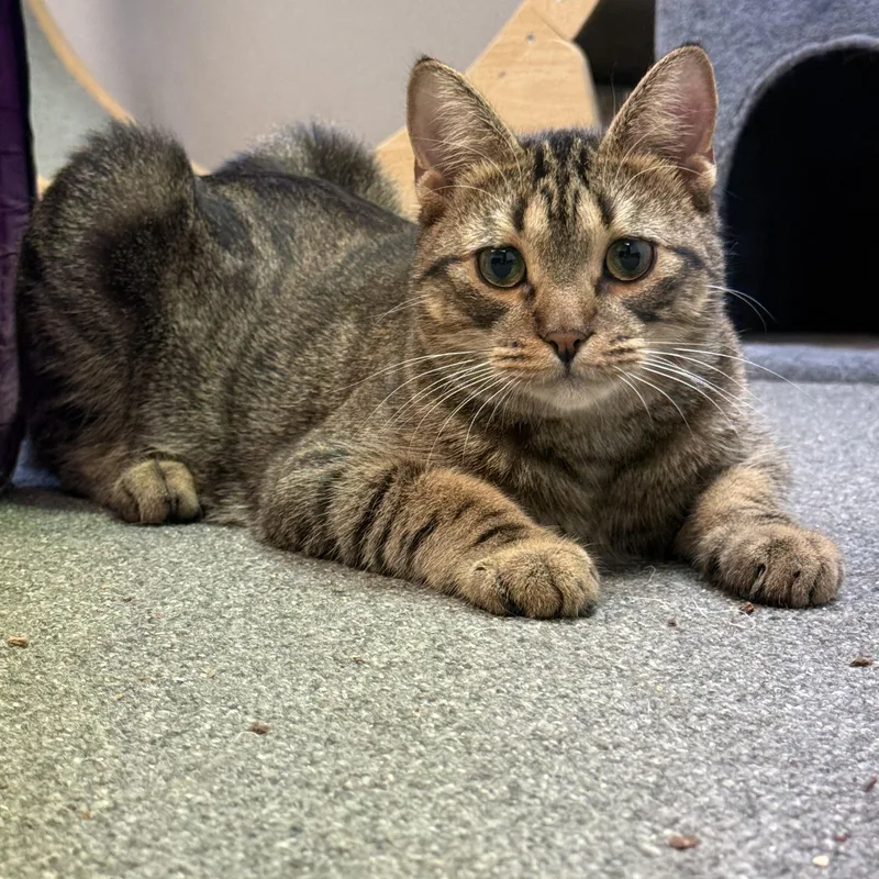 Pretzel Purrs thumbnail 4