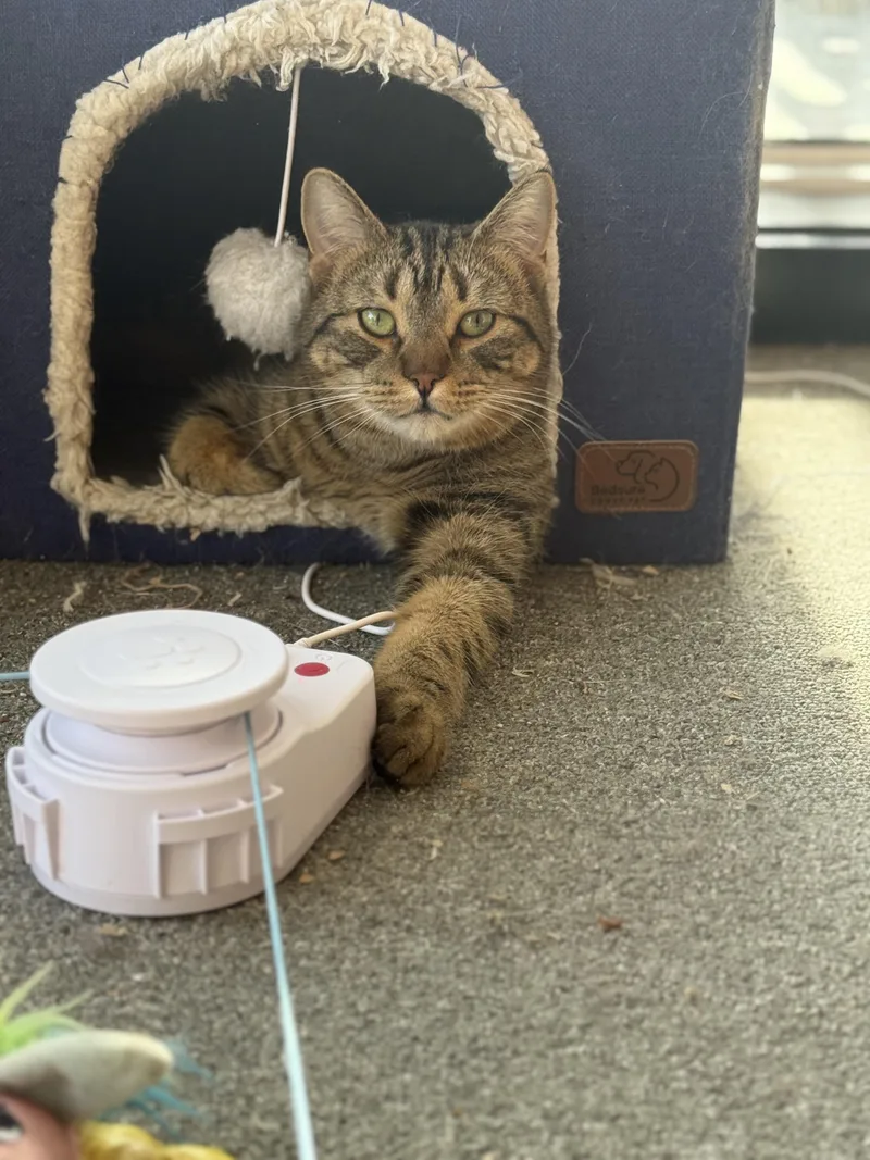 Pretzel Purrs thumbnail 5