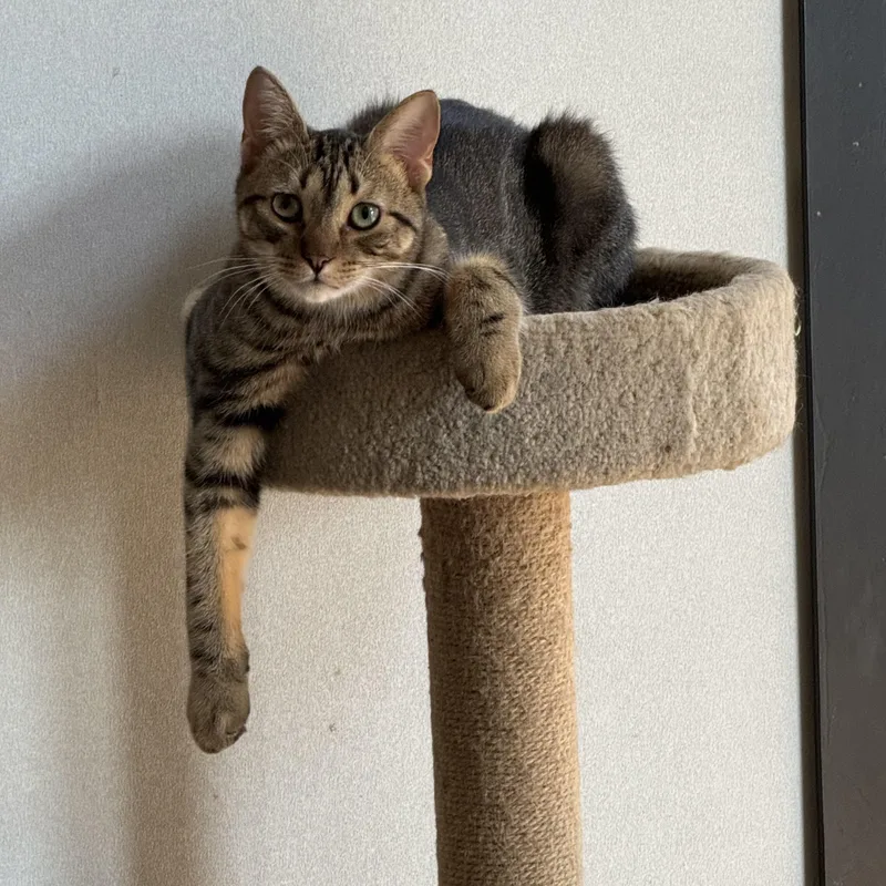 Pretzel Purrs thumbnail 6