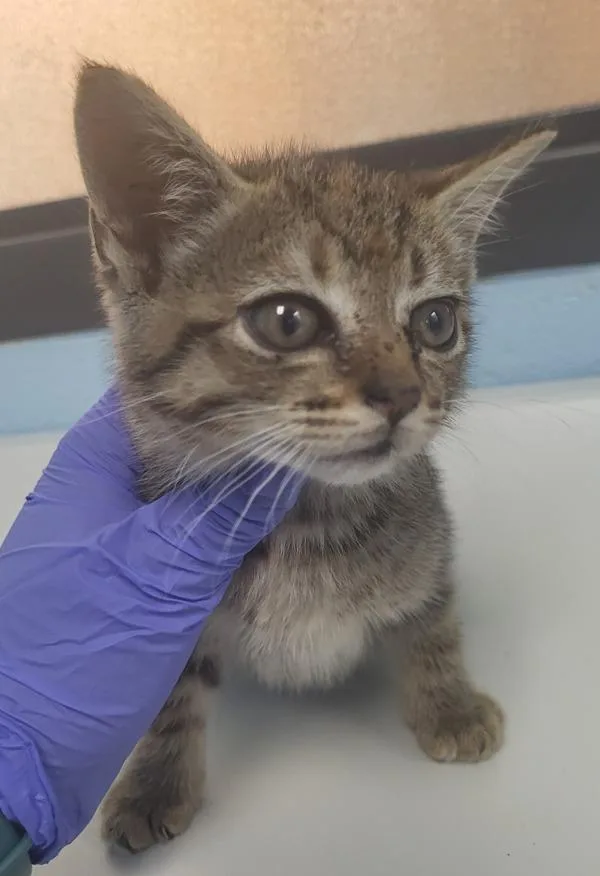 A baby small-sized female Domestic Short Hair cat named Kd for adoption in Lawrenceville, GA