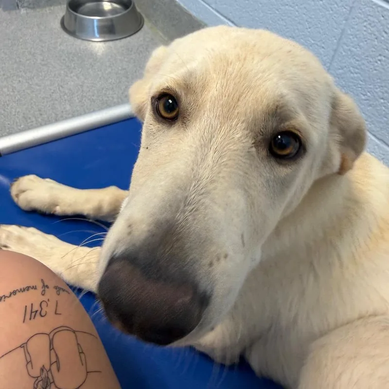 A young medium-sized male Yellow / Tan / Blond / Fawn Retriever dog named Freedom for adoption in Martinsville, VA