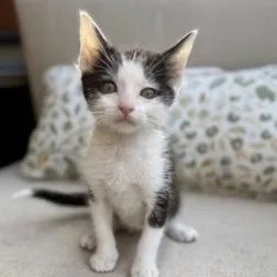 A baby small-sized male White Domestic Short Hair cat named Ace for adoption in Los Angeles, CA