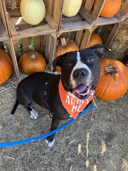 An adult large-sized male Pit Bull Terrier dog named Drake for adoption in San Diego, CA