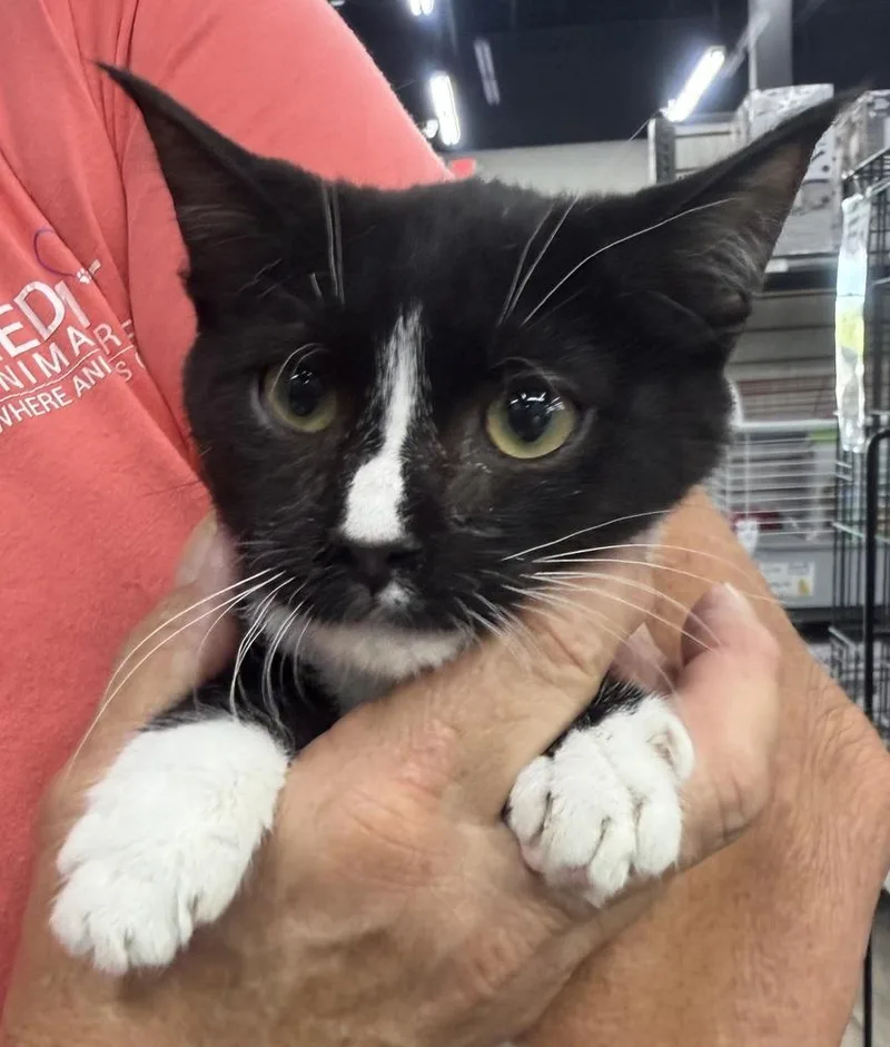 A baby small-sized female Black & White / Tuxedo Domestic Short Hair cat named Zig for adoption in Mooresville, NC